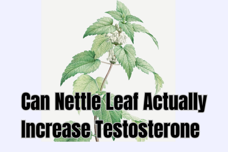 Can Nettle Leaf Increase Testosterone Levels? Know What Studies Says!