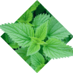 Ingredients Of Testogen Nettle Leaf Extract