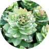 Six Star Ingredients Rhodiola Extract