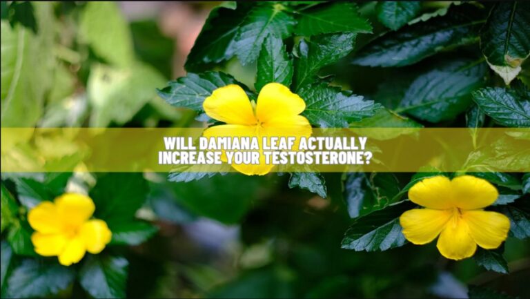 Does Damiana Leaf Boost Your Testosterone? Know Science