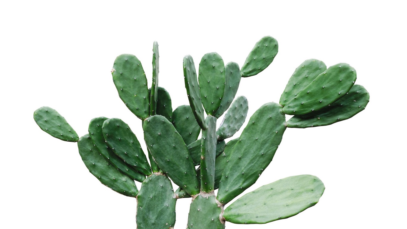 Nopal Cactus Appetite Suppressant