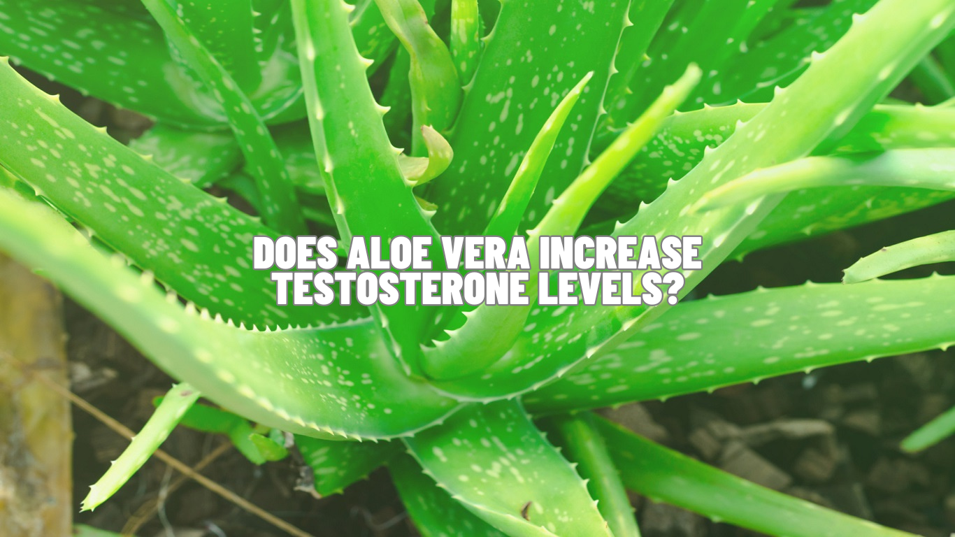 Does Aloe Vera Increase Testosterone Levels Know Science!