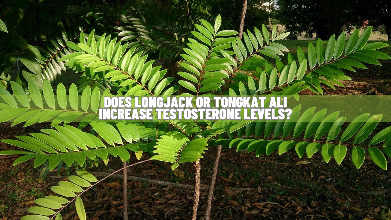 Does Longjack Or Tongkat Ali Increase Testosterone Levels Know Science!