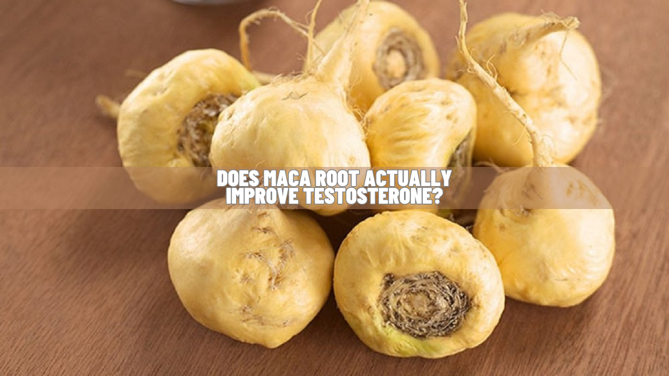 Does Maca Root Actually Improve Testosterone Know Science!