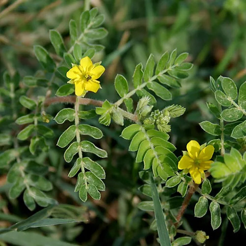 What Is Tribulus Terrestris Really Increase Testosterone Levels