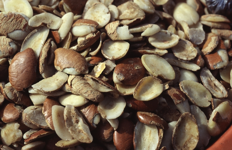 Alpilean Ingredient Dika Nut
