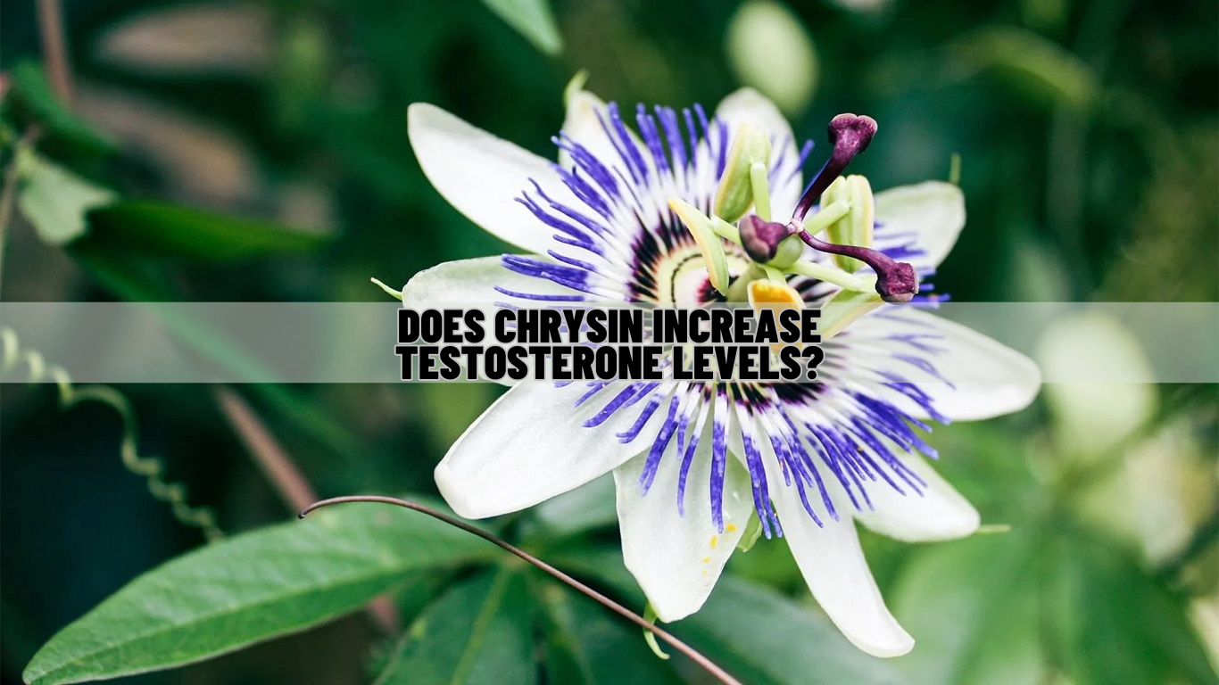 Does Chrysin Increase Testosterone Levels Know Science!