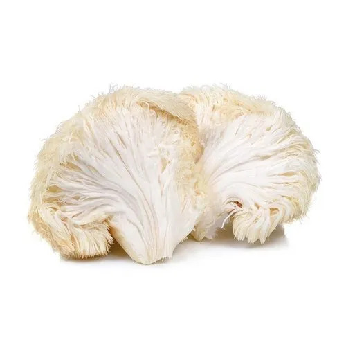 Nootrum Mushrooms Ingredients Lion’s Mane Extract