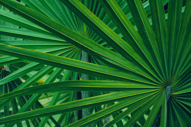 Saw Palmetto Ingredients In Testosterone Boosters Linked With Hair Loss