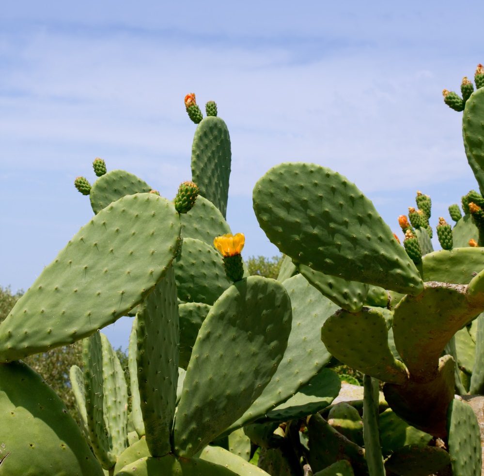 PhenQ Ingredients Nopal Cactus